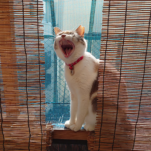 fukuさんの実例写真
