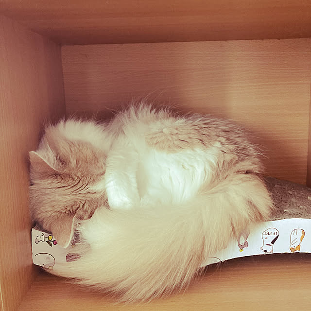 Ckさんの実例写真
