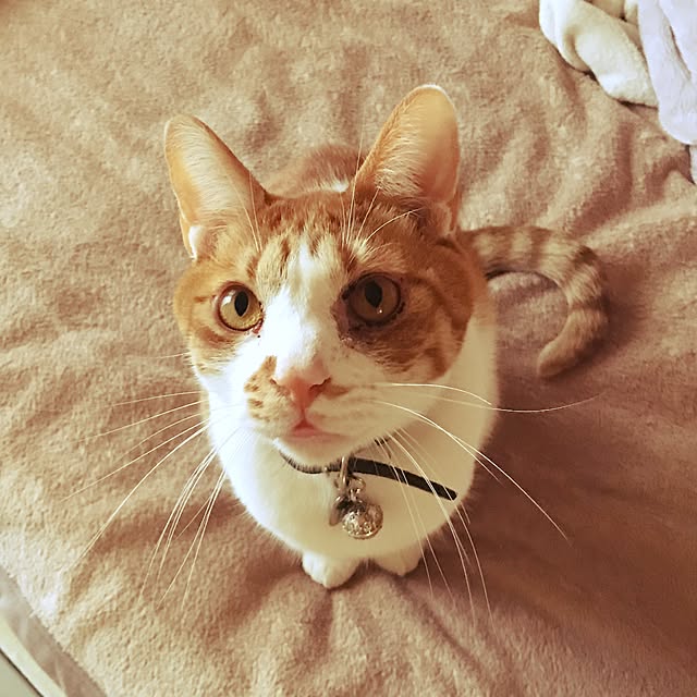 chobibiさんの実例写真