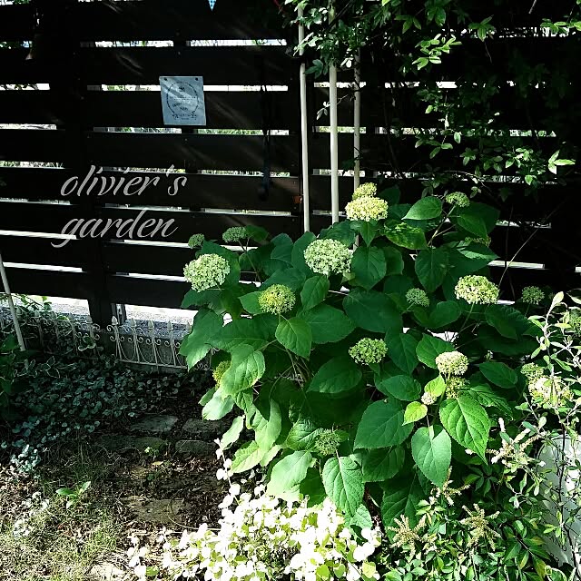 olivierさんの実例写真