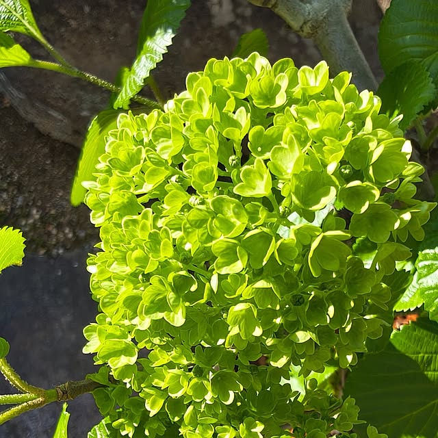 Rubiconさんの実例写真