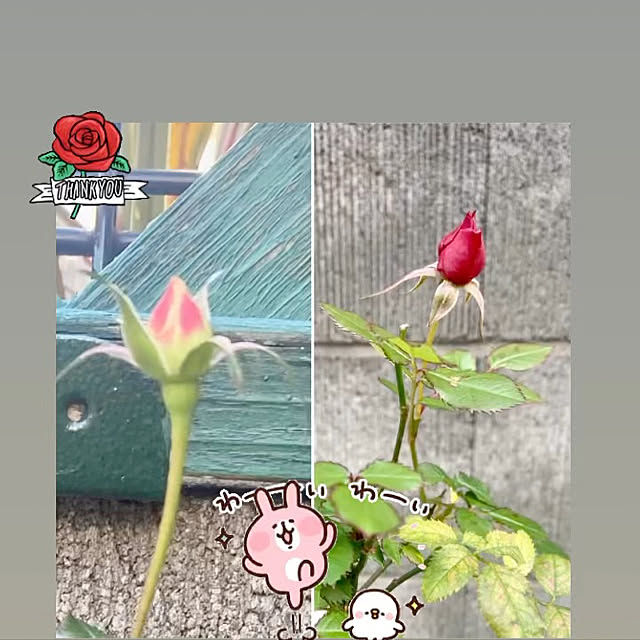 YuuKoさんの実例写真