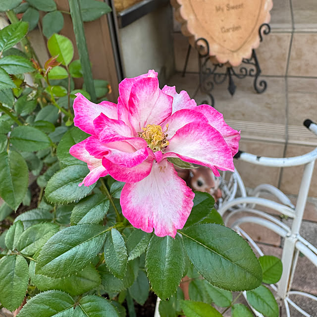 RoseLife5818さんの部屋