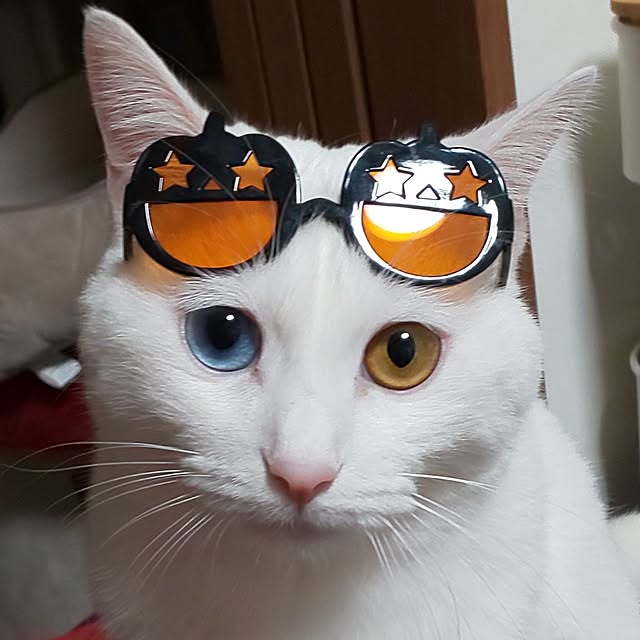 necoさんの実例写真
