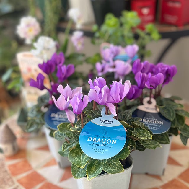 cocoさんの実例写真