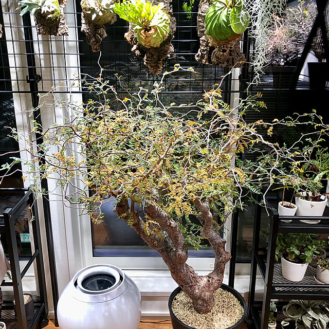 nuruiさんの部屋