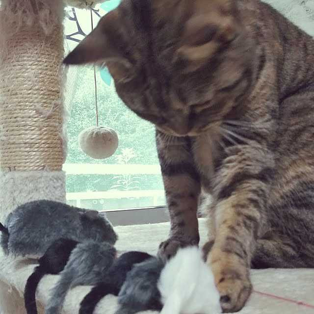 runaさんの実例写真