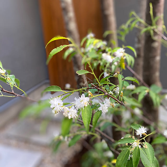 sznoieさんの部屋