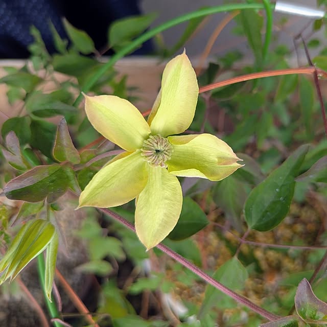 mi-saさんの部屋