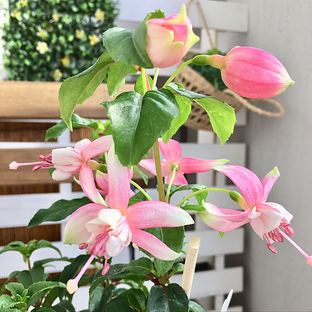 yukimaruさんの実例写真
