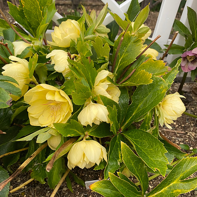 uraraさんの部屋