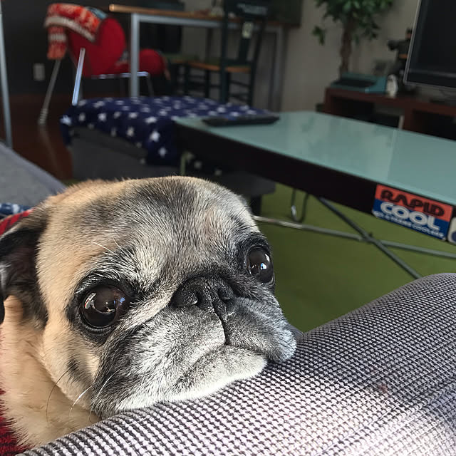 kellyさんの実例写真