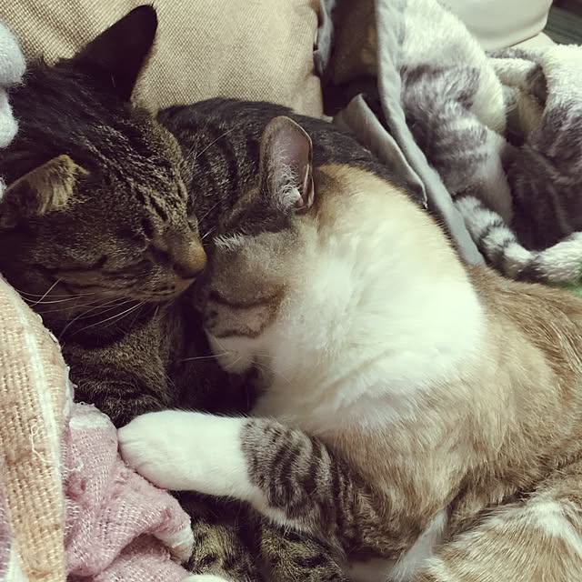 coldernessさんの実例写真