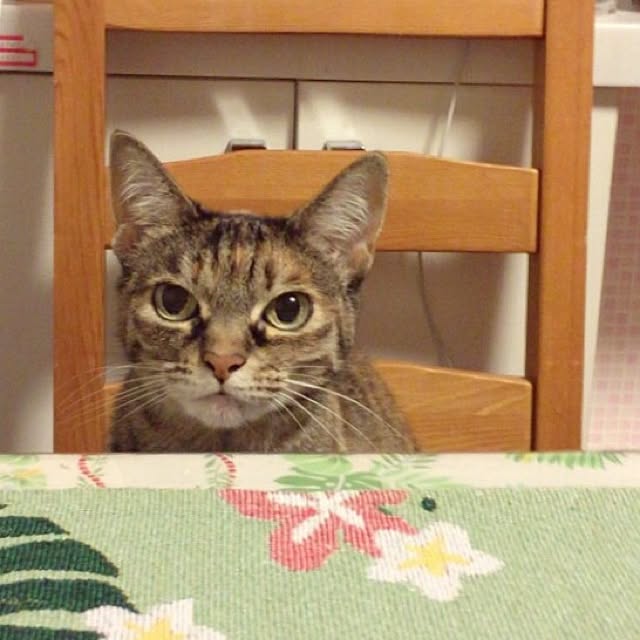 リビング/ねこ部のインテリア実例 - 2016-09-12 20:17:04