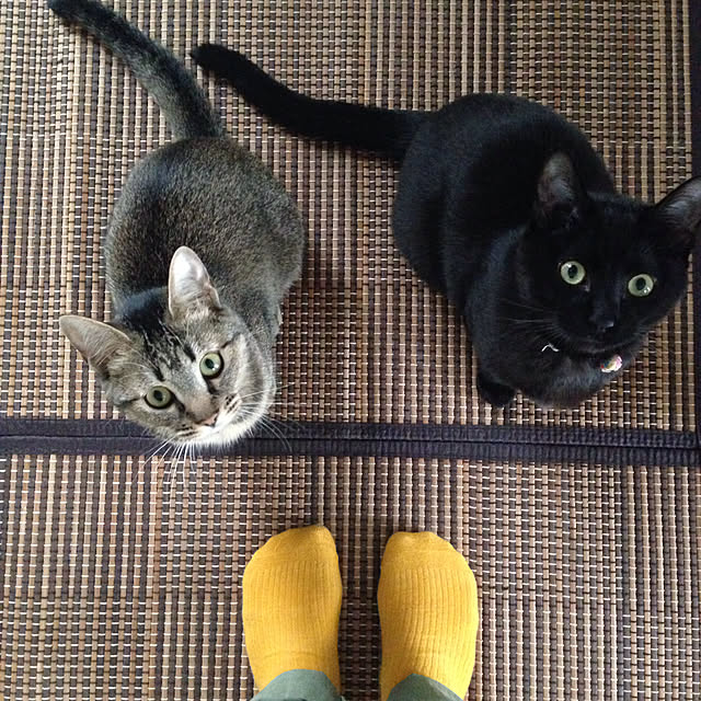 実例写真