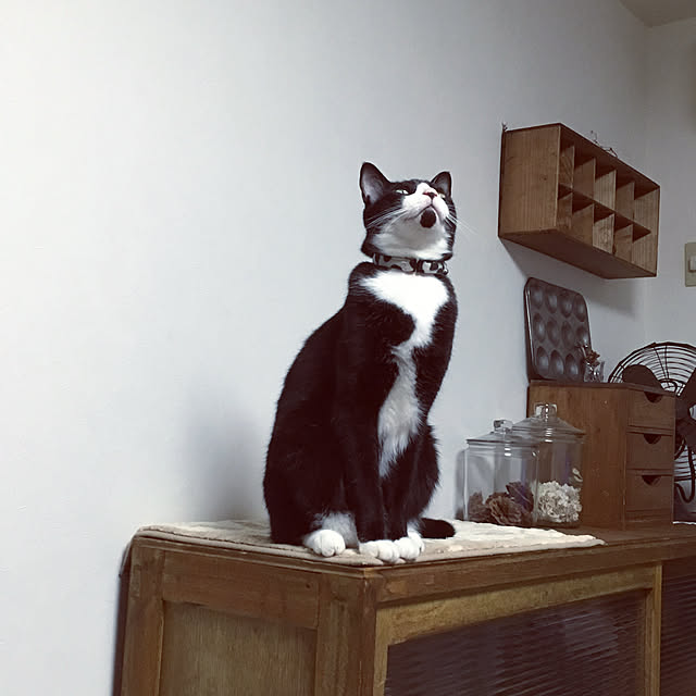 hiccaさんの実例写真