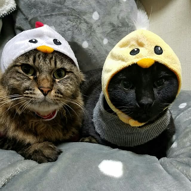 mayu.ariさんの実例写真