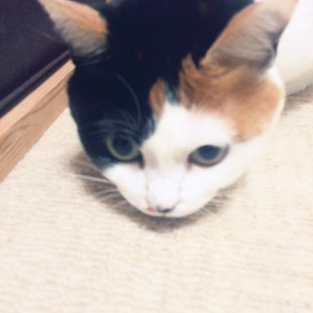 ukkarinskyさんの実例写真