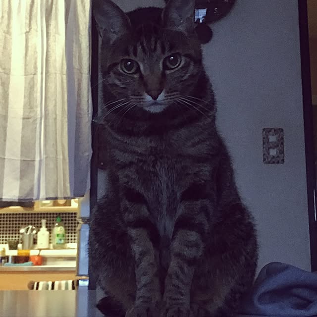 shigimiさんの実例写真