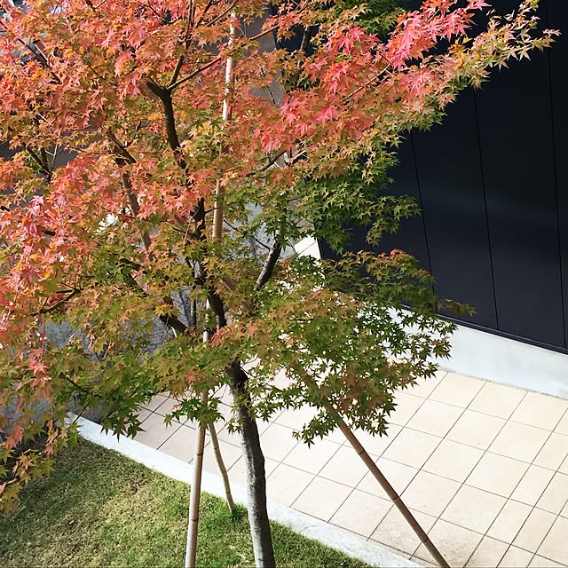 meloさんの実例写真