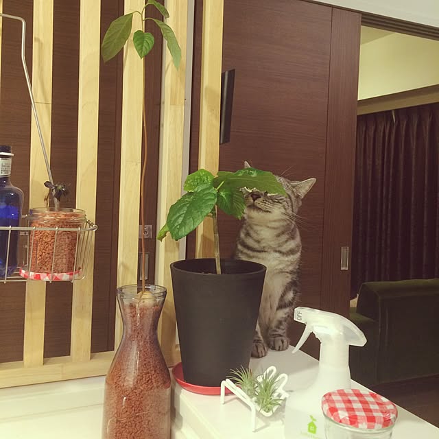 mikomaruさんの実例写真