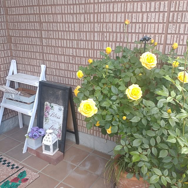 Hujikoさんの実例写真