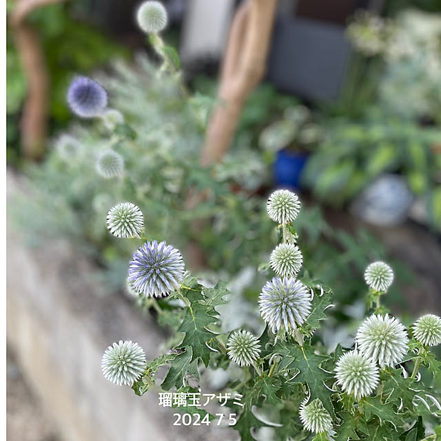 buchiさんの部屋