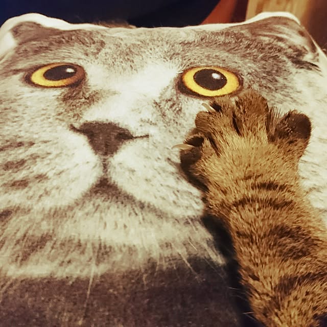 maoshinさんの実例写真
