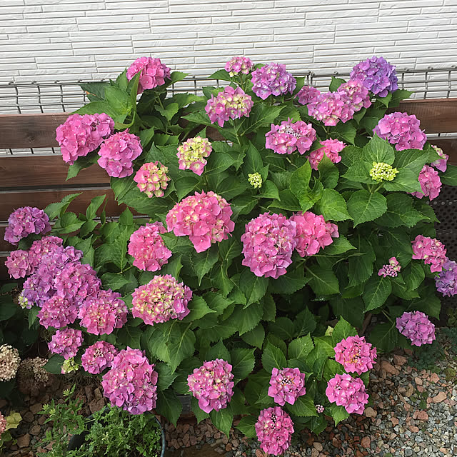 furu.さんの実例写真
