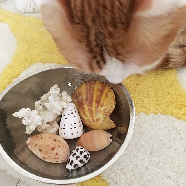 bikkeさんの実例写真