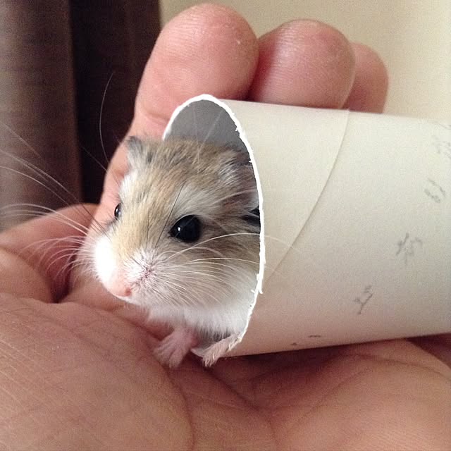 Jackyさんの実例写真