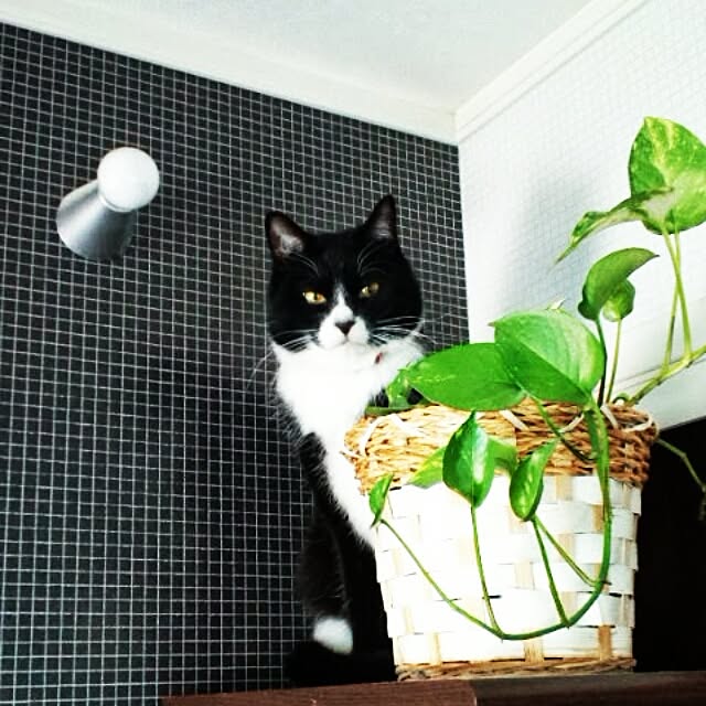akuakuさんの実例写真
