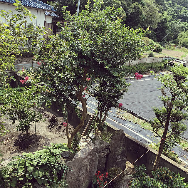 chiechanさんの実例写真