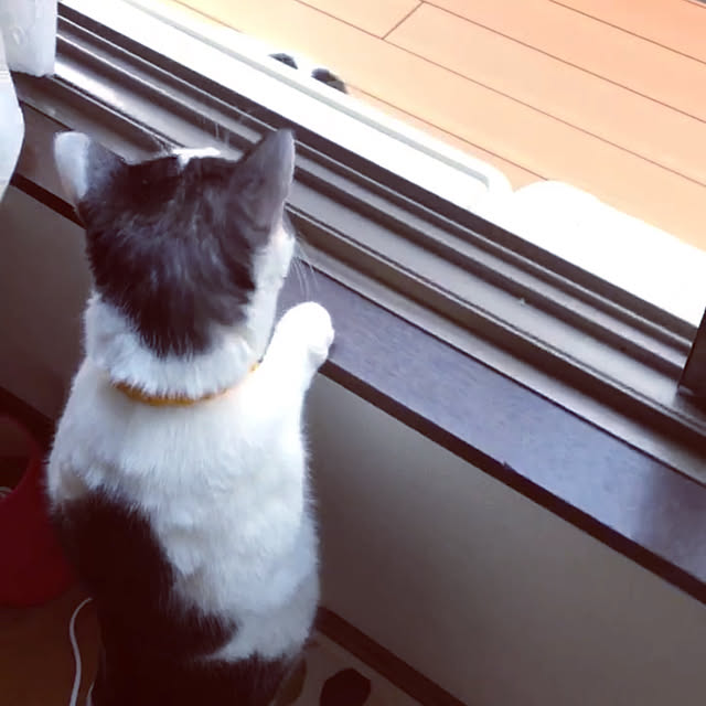 miiko3さんの実例写真