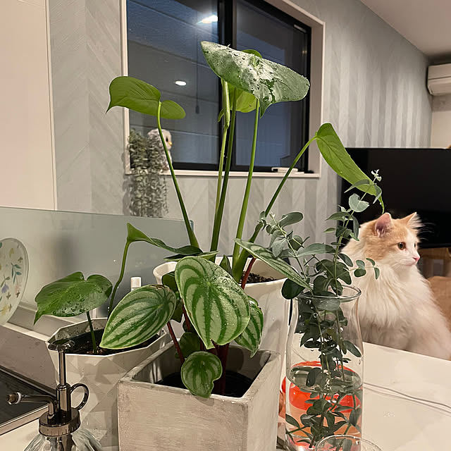 観葉植物/キッチンのインテリア実例 - 2023-05-30 19:54:50