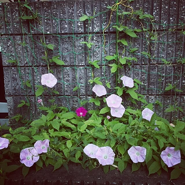Nakanoさんの実例写真