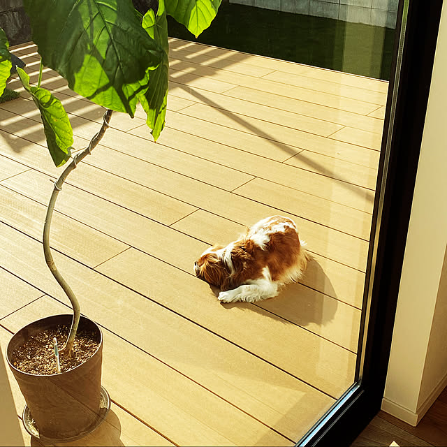 chienishiさんの実例写真