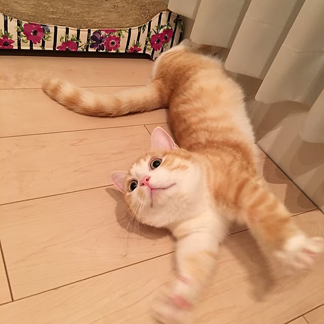 korinkorinさんの実例写真