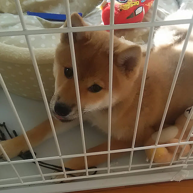 kenkenさんの実例写真