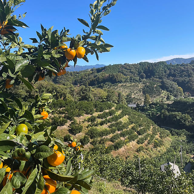 mama-mammothさんの実例写真