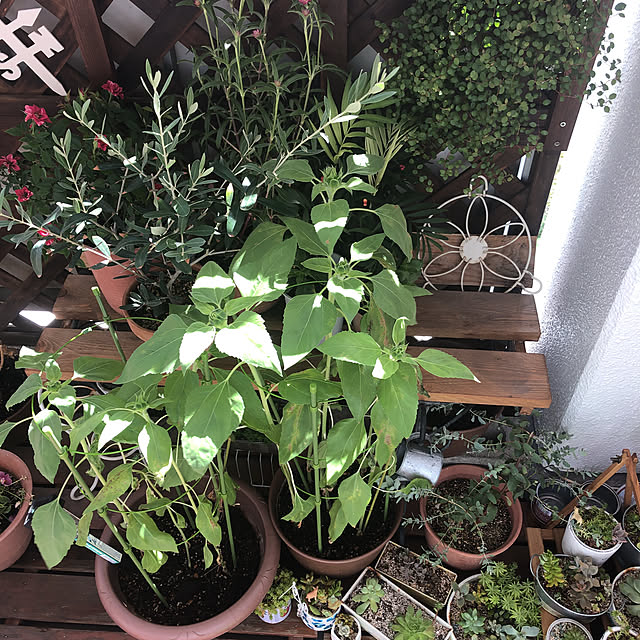 kojiro120513さんの実例写真