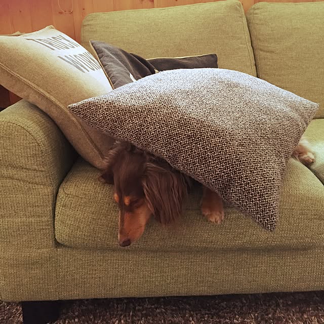 yupponさんの実例写真