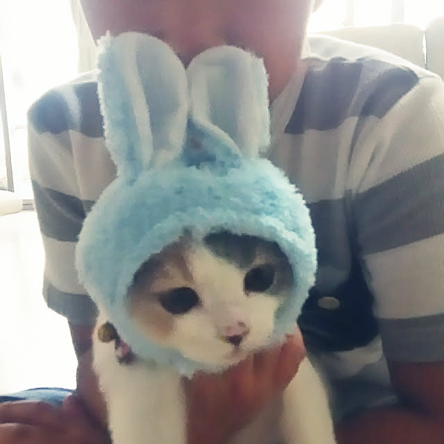 実例写真