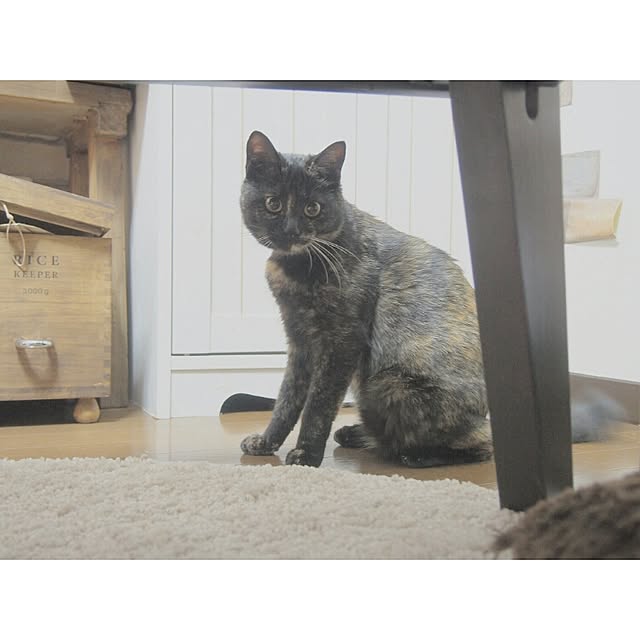 Ryoさんの実例写真