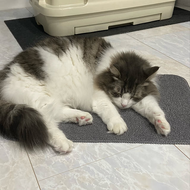 のびのびリラックス/偏愛カタログ/ねこと暮らす。/ニャンとも清潔トイレ/ねこのいる日常...などのインテリア実例 - 2021-12-13 20:19:32