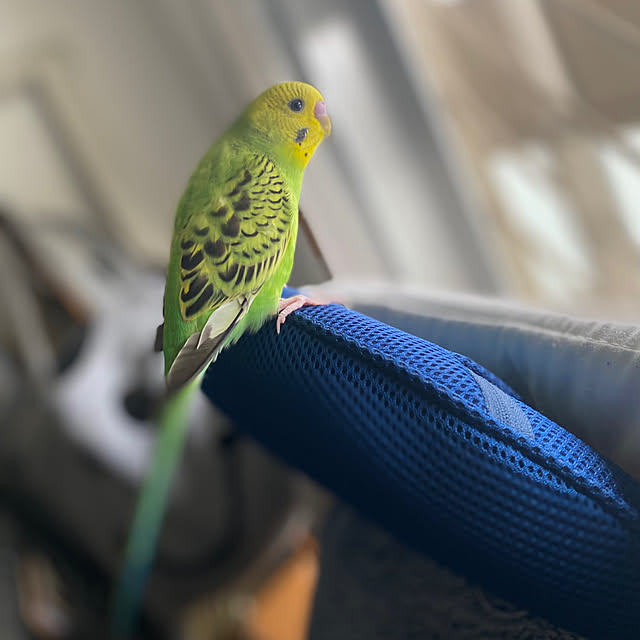ohanaさんの実例写真