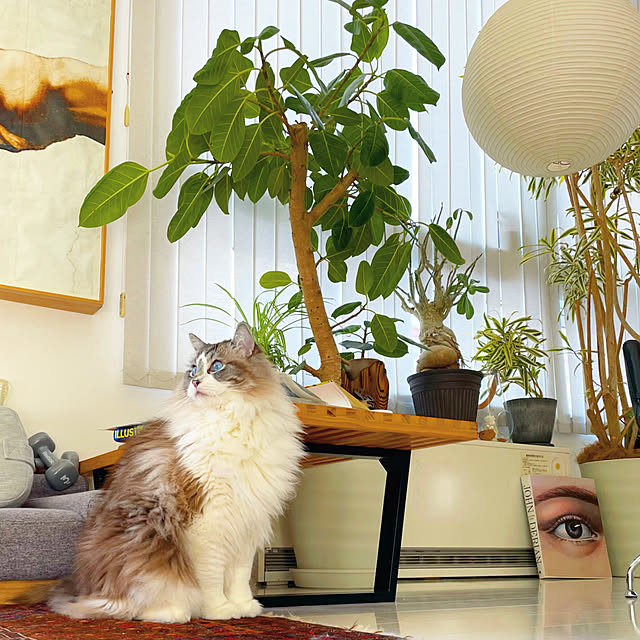 nonononakaさんの実例写真