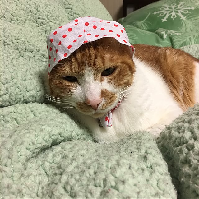 nyanyakoさんの実例写真