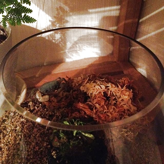 dicekbeetleさんの実例写真