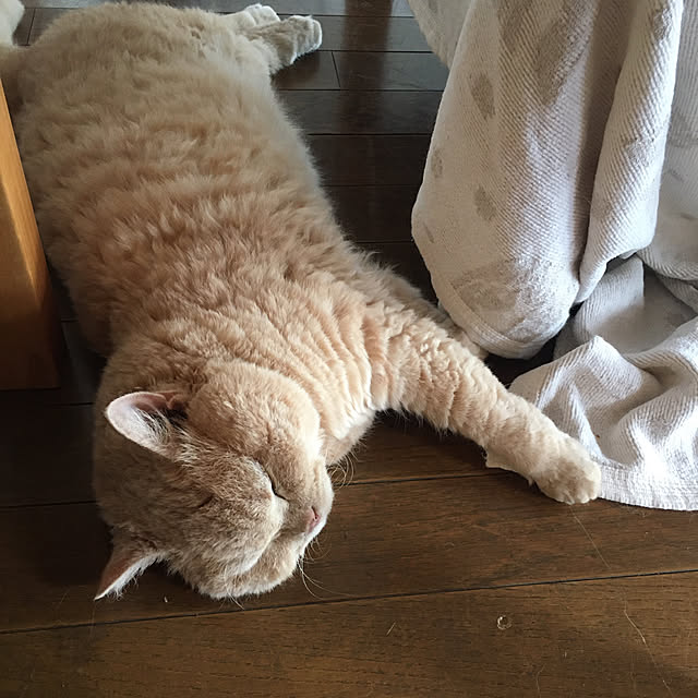naokoさんの実例写真